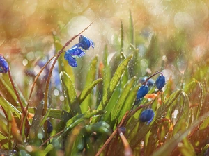 Blue, Flowers, squill