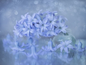 hyacinth, blue, vase, Colourfull Flowers