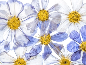 White, Flowers, Cosmos, Blue