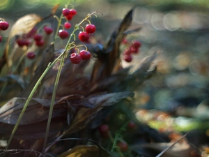 blueberries, Fruits, fades, Red, lilies