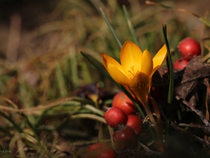 Red, Yellow, blueberries, Spring, Fruits, crocus