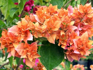 blur, Blossoming, Bougainvillea