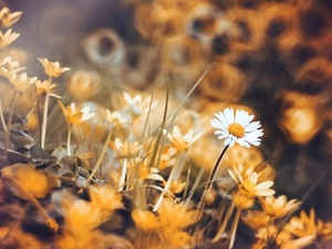 fig buttercup, daisies, blur