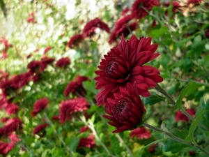 blur, Red, Chrysanthemums