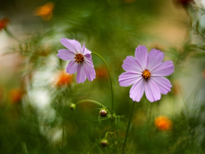 blur, Flowers, Cosmos