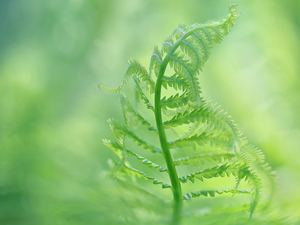 blur, leaf, Fern