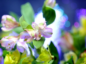 Flowers, Close, blur, Alstroemeria