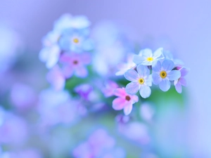 Forget, Flowers, blur, Blue
