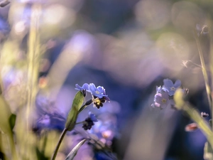 blur, Flowers, Forget