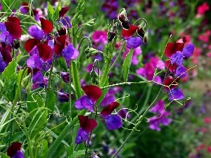 blur, peas, fragrant