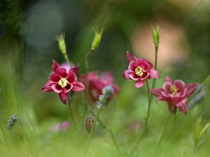 grass, Flowers, Columbines, blur