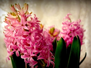 blur, Pink, hyacinth