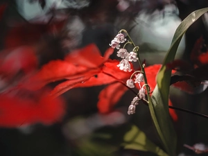 blur, Flowers, lilies