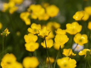 blur, Meadow, marigolds