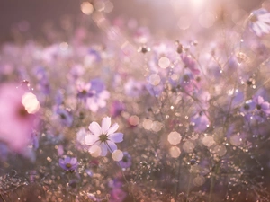 Meadow, Bokeh, blur, Cosmos