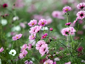 Meadow, Cosmos, blur, Pink