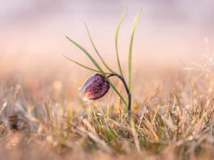 Colourfull Flowers, grass, blur, Fritillaria meleagris