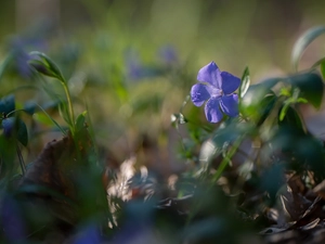 bud, blur, myrtle, Leaf, Flower