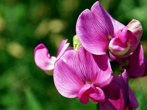 blur, Pink, orchid