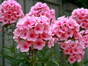 blur, Pink, phlox