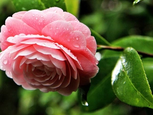water, blur, Pink, drops, camellia