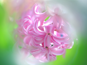 blur, hyacinth, Pink