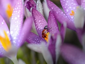 drops, blur, purple, colchicums, ladybird
