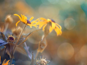 blur, Flowers, Rudbeckia