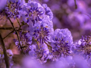 blur, Violet, wistaria