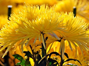 Yellow, Needle, blur, Chrysanthemums