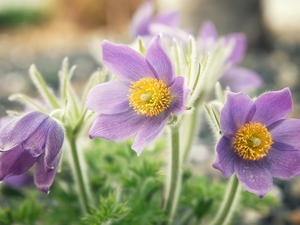 purple, blurry background, Spring, pasque