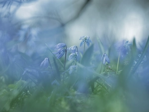 Siberian squill, Flowers, blurry background, Blue