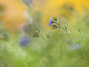 speedwell, Colourfull Flowers, blurry background, blue