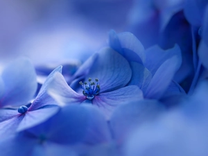 Blue, hydrangea, blurry background, Flowers