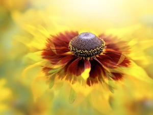 Colourfull Flowers, Close, blurry background, Helenium