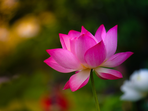 Colourfull Flowers, Pink, blurry background, lotus