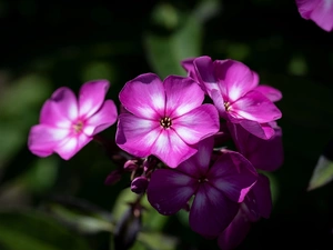 Colourfull Flowers, phlox, blurry background, Pink