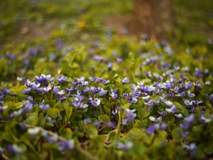 fragrant violets, Flowers, blurry background, purple