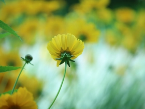 Coreopsis, Colourfull Flowers, blurry background, Yellow