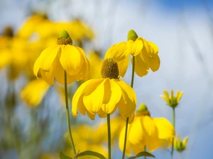 Yellow, Rudbeckia, blurry background, Flowers