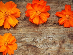 board, Orange, Flowers