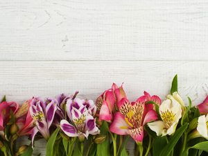 boarding, color, Alstroemeria