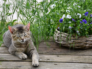 basket, dun, grass, boarding, pansies, cat