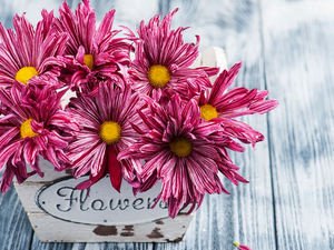 pot, boarding, Chrysanthemums, Wooden, Flowers