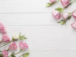background, boarding, Flowers, Eustoma, Pink