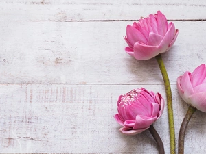 lotuses, boarding, Flowers, Three, Pink