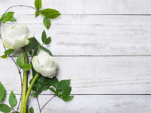 lotuses, Flowers, leaves, boarding, White, Two cars