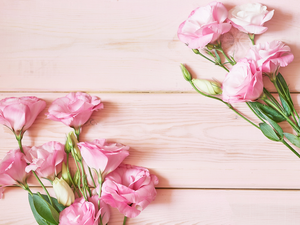 Pink, boarding, Pink, Eustomy, Flowers