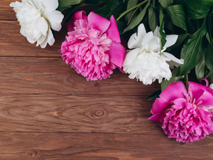 Peonies, boarding, Pink, White, Flowers