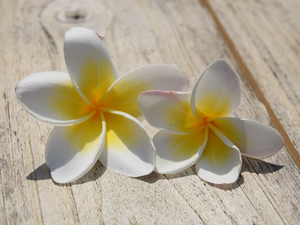 boarding, Flowers, Plumeria